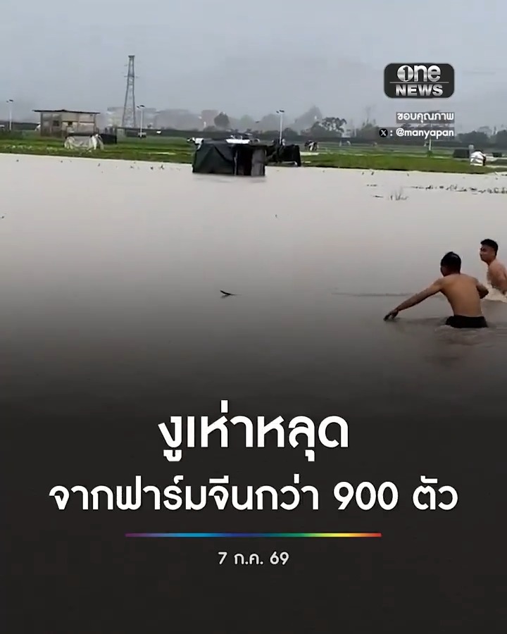 สะพรึง! น้ำท่วมจีนทำงูเห่าหลุดจากฟาร์มกว่า 900 ตัว #สำนักข่าววันนิวส์