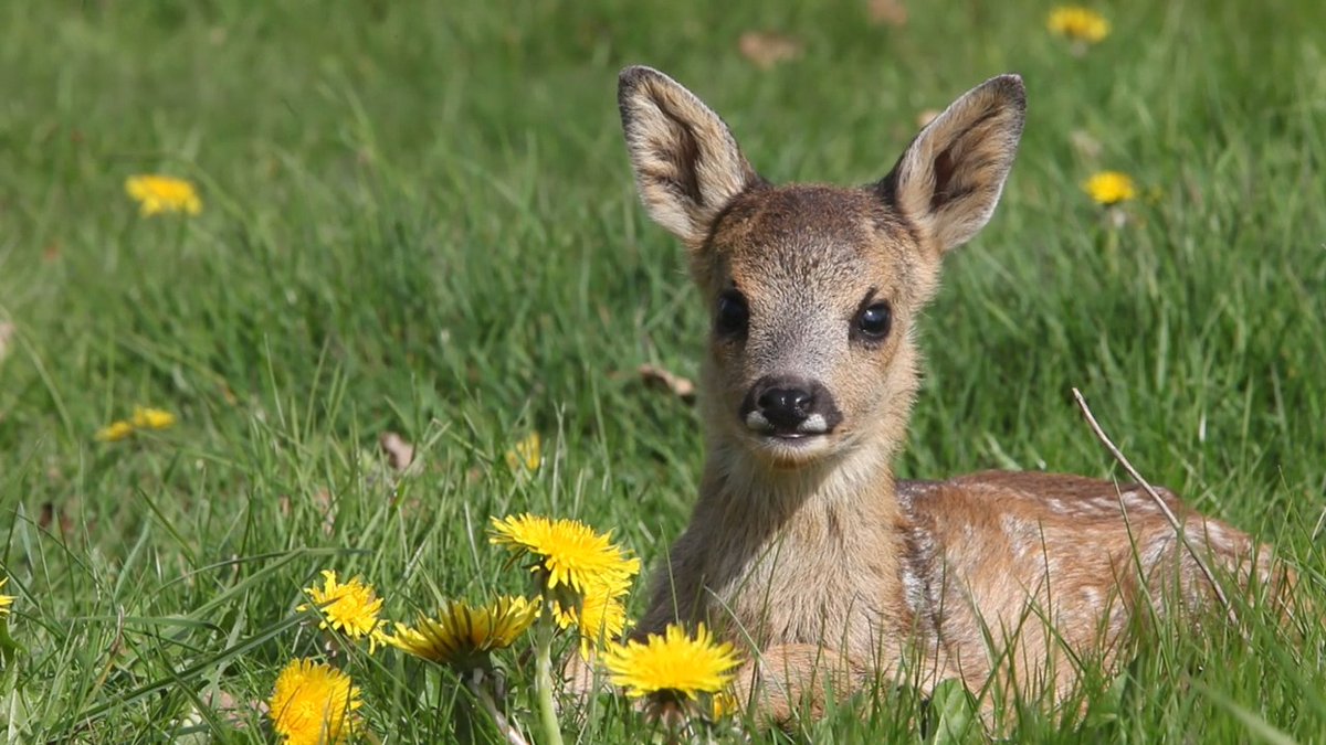 Cuteness overload 🦌✨ 📸: Gerard Lacz #fawn #meadow #deer