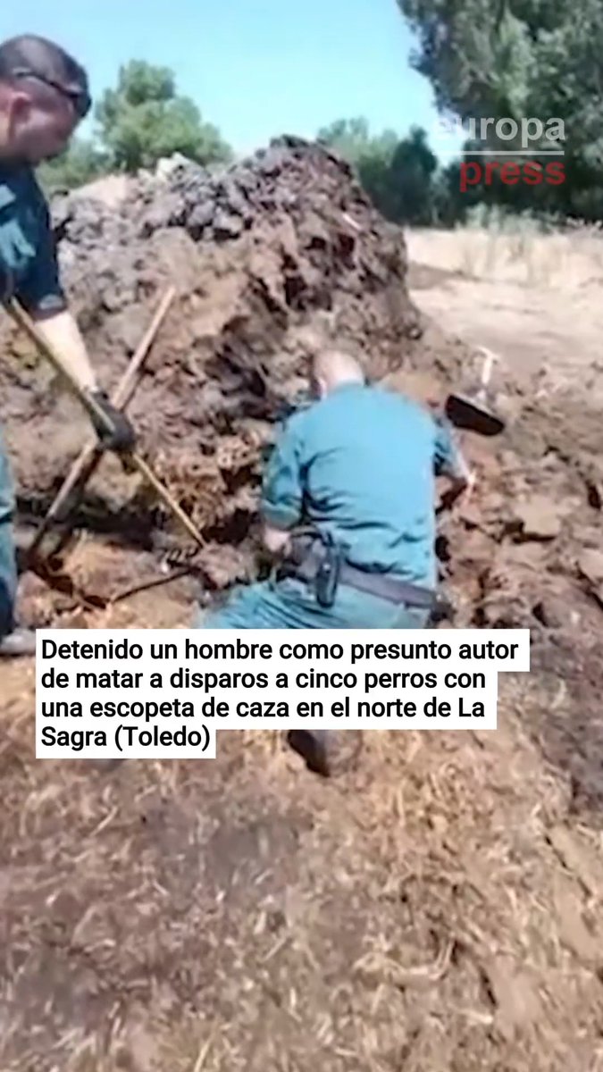 Detenido un hombre como presunto autor de matar a disparos a cinco perros con una escopeta de caza en el norte de La Sagra (Toledo)