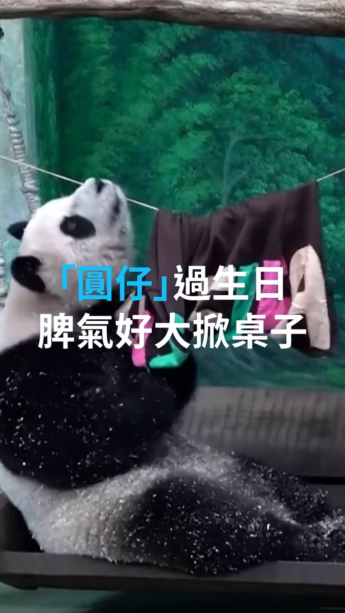 “圆仔”是第一只在台湾出生的大熊猫。今年整13岁。台北市立动物园为“圆仔”庆生,为了应景准备了足球蛋糕。不过“圆仔”情绪上来,管你什么蛋糕!