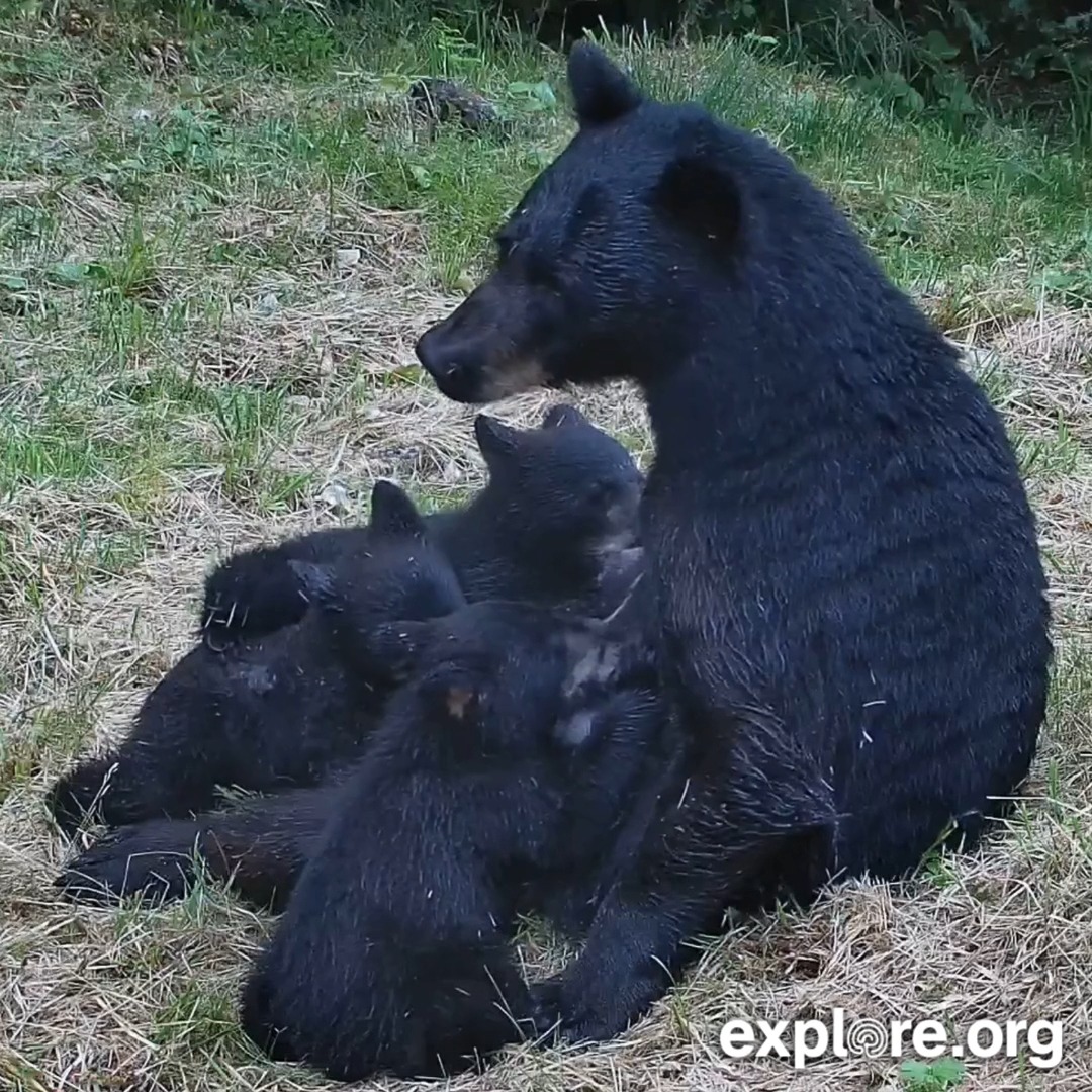 The first close-up we've ever had of a nursing black bear cub trio on the Anan cam!