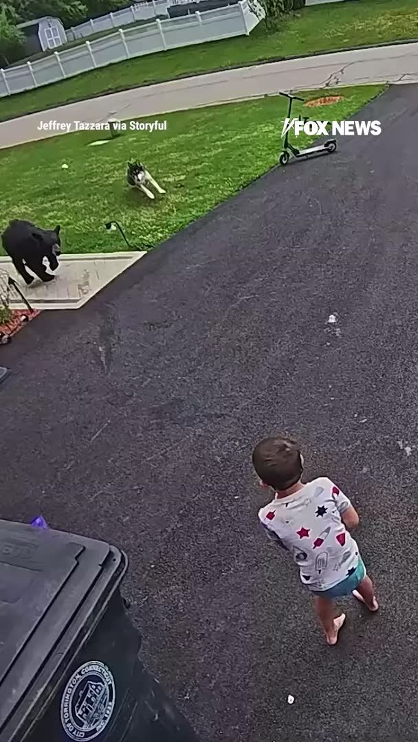 A family husky didn't hesitate when a bear came charging across the driveway. Home security video shows the dog sprinting between the bear and a child, putting itself directly in harm's way before the bear kept moving. According to the family the loyal pup will get a well-deserved T-bone steak.