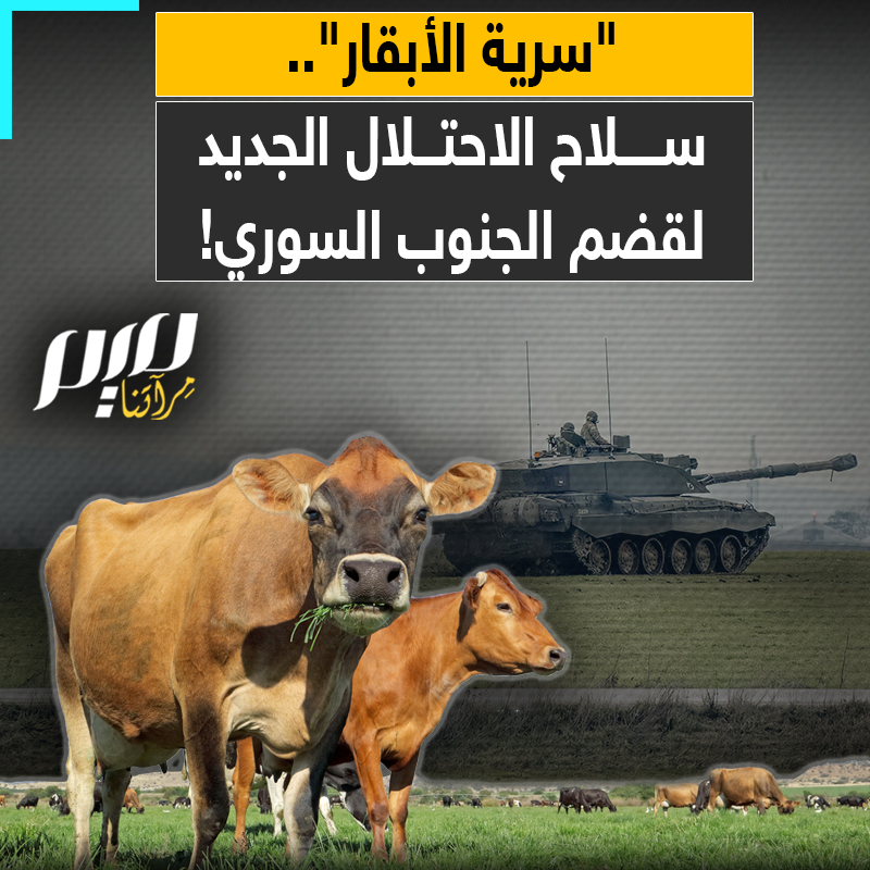 ليست دبابات ولا مستوطنات تقليدية.. بل قطيع أبقار يُستخدم لفرض وجود دائم على الأرض وحرمان الرعاة من مراعيهم في الجنوب السوري.. فكيف تحولت الأبقار إلى أداة للاحتلال؟