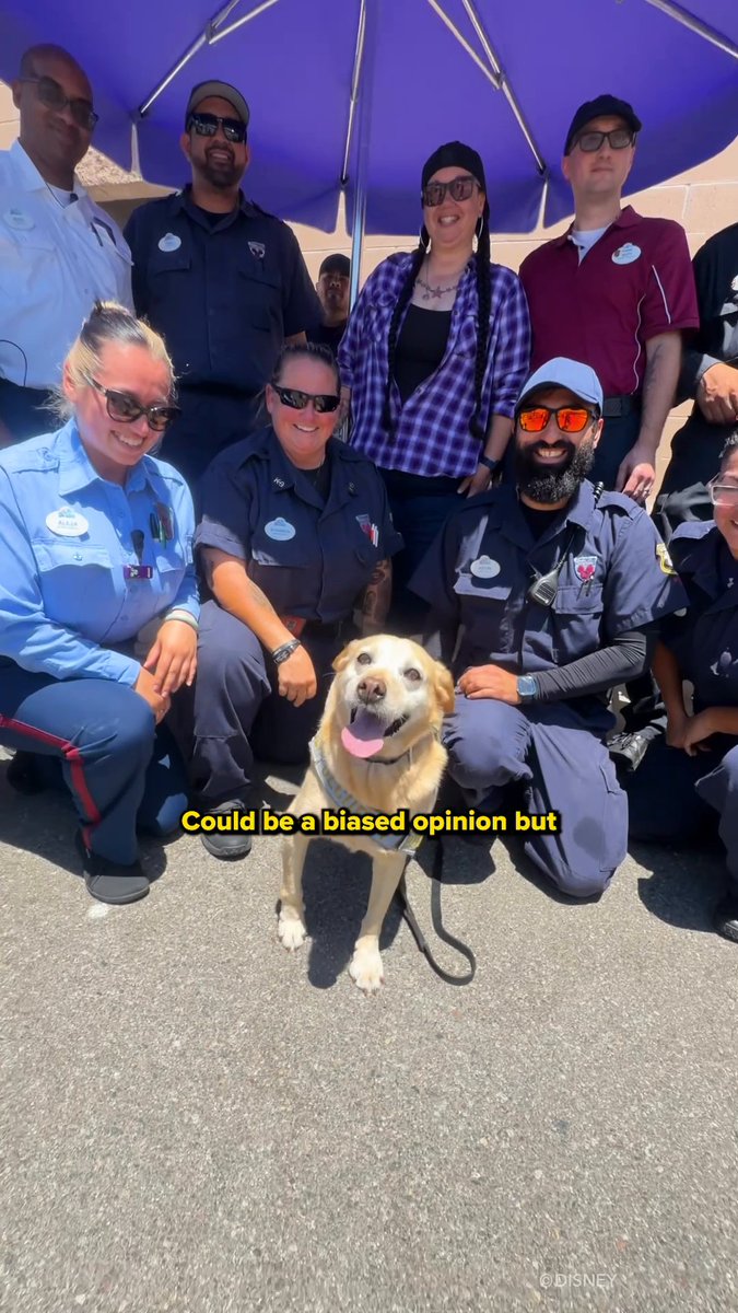 A very good boy has retired 🐾✨ Thank you Benny for 49 (dog) years of service. Every magic moment was safer because of you. 💙