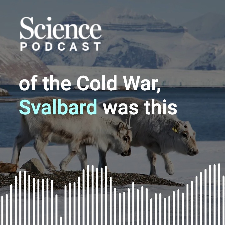 In the latest #SciencePodcast🎙️, Senior International Correspondent Richard Stone dives into what happens when geopolitical relationships turn chilly in the Arctic. 🎧 Listen here: