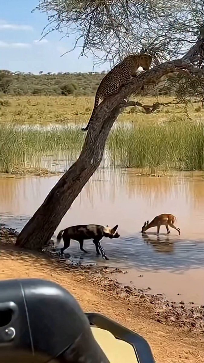 A wild dog was waiting outside the water to hunt a deer. Just then, a leopard sitting in a nearby tree suddenly attacked the wild dog and turned it into its own prey.😱😱 🦌🦌⚒️🐈‍⬛🐈‍⬛