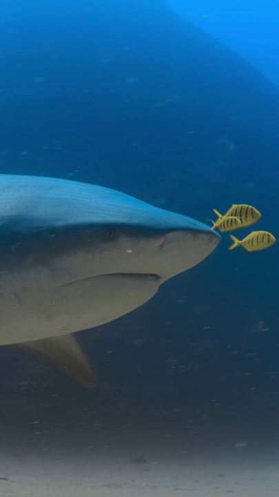 Bull sharks by name, bull sharks by nature—but there's more to these massive predators than meets the eye 🦈 #HammerheadSharksUpClose with Bertie Gregory is now streaming on Disney+ and Hulu.