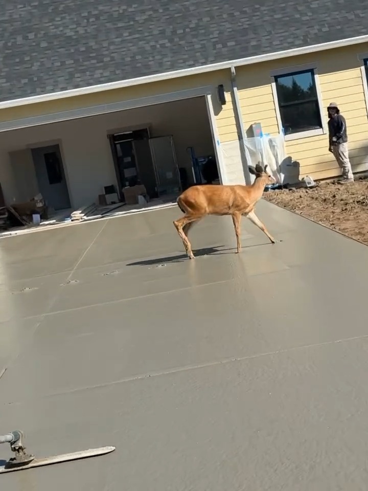 NOT ... how you want to see a deer, 🤦♂️ 📸Shawn olin