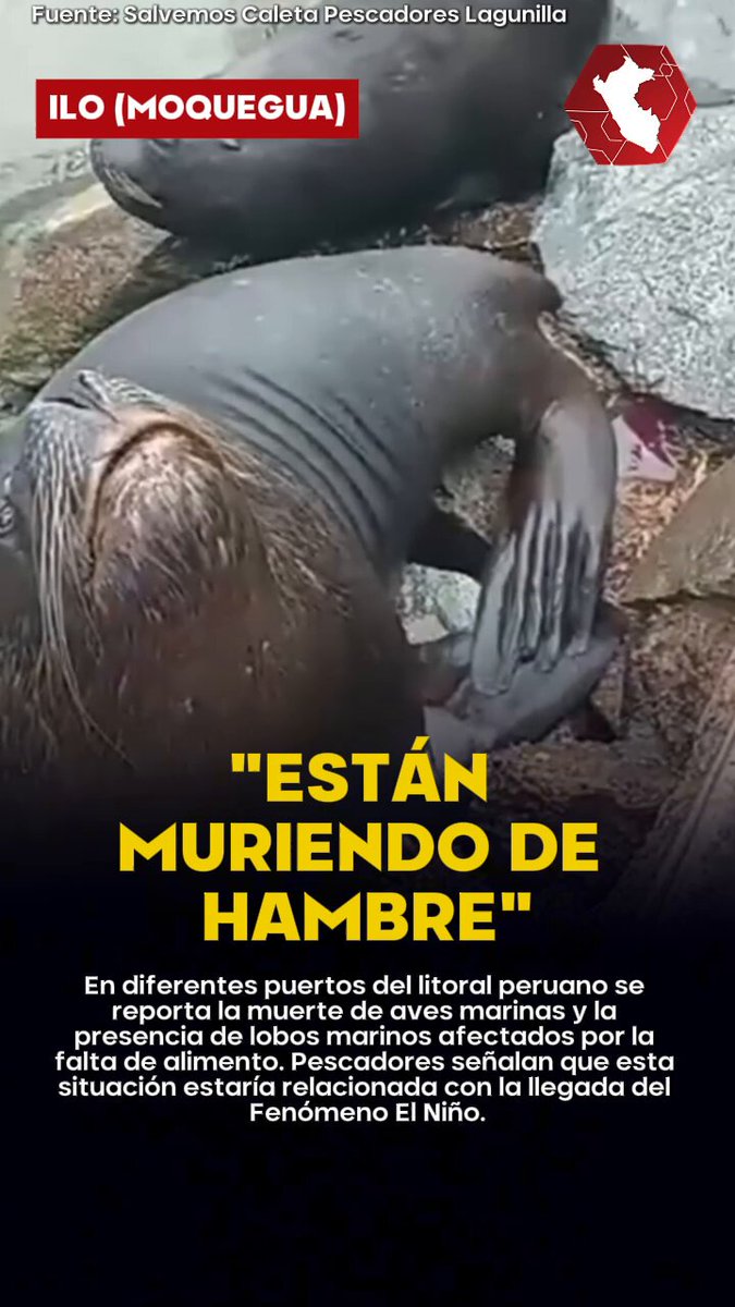 DRAMÁTICA SITUACIÓN | Gaviotas y pelícanos muertos, además de lobos marinos visiblemente hambrientos. Esa es la escena que comienza a repetirse en diversos puertos de la costa peruana, en regiones como Lima, Ica, Moquegua y Piura.