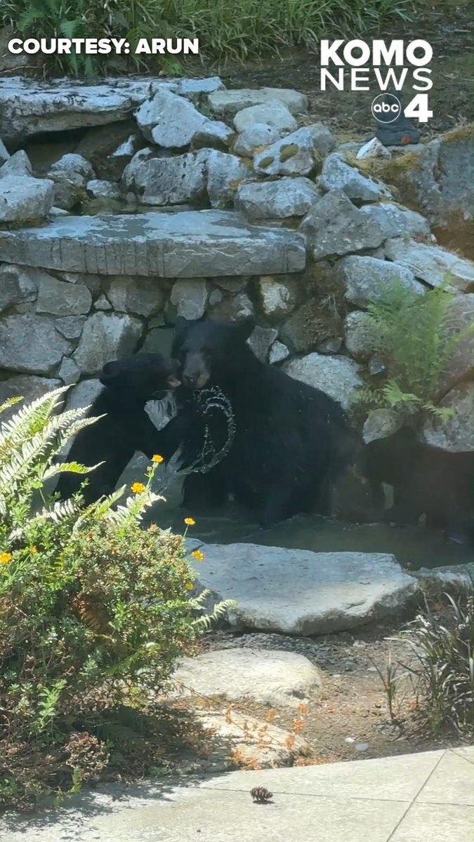 🐻 Bear sighting in Issaquah! A black bear and two cubs were spotted roaming through the area today. Wildlife officials remind people to give bears plenty of space, keep pets close, and never feed wildlife. Have you ever spotted a bear in your neighborhood? #komo #komonews #komo4 #komo4news #seattle #seattlenews #washingtonnews #Issaquah #BlackBear #PacificNorthwest #WashingtonWildlife