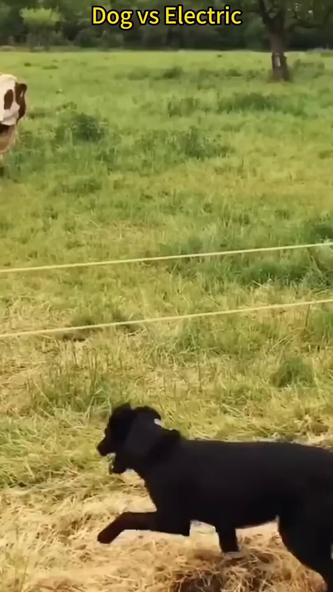 Dog vs Electric Fence 😭⚡🐶