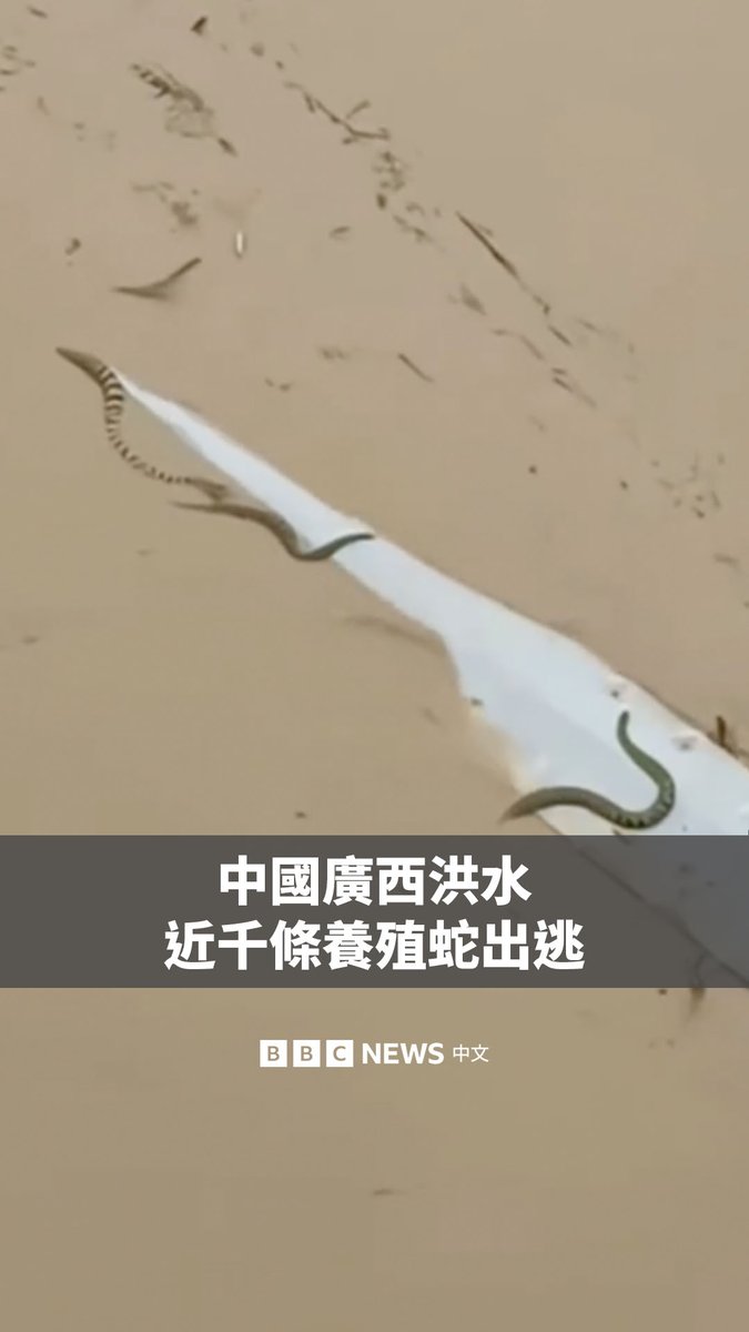 台风“美莎克”导致中国广西发生洪灾。受灾严重的横州市一个养蛇场被洪水冲毁，约900条蛇逃逸，包括无毒的大王蛇和水律蛇，以及有毒的眼镜蛇等。 许多民众表示在洪水中发现了蛇。当局呼吁民众遇到蛇时主动避让。据中国媒体报导，一名女子被蛇咬伤后去世。