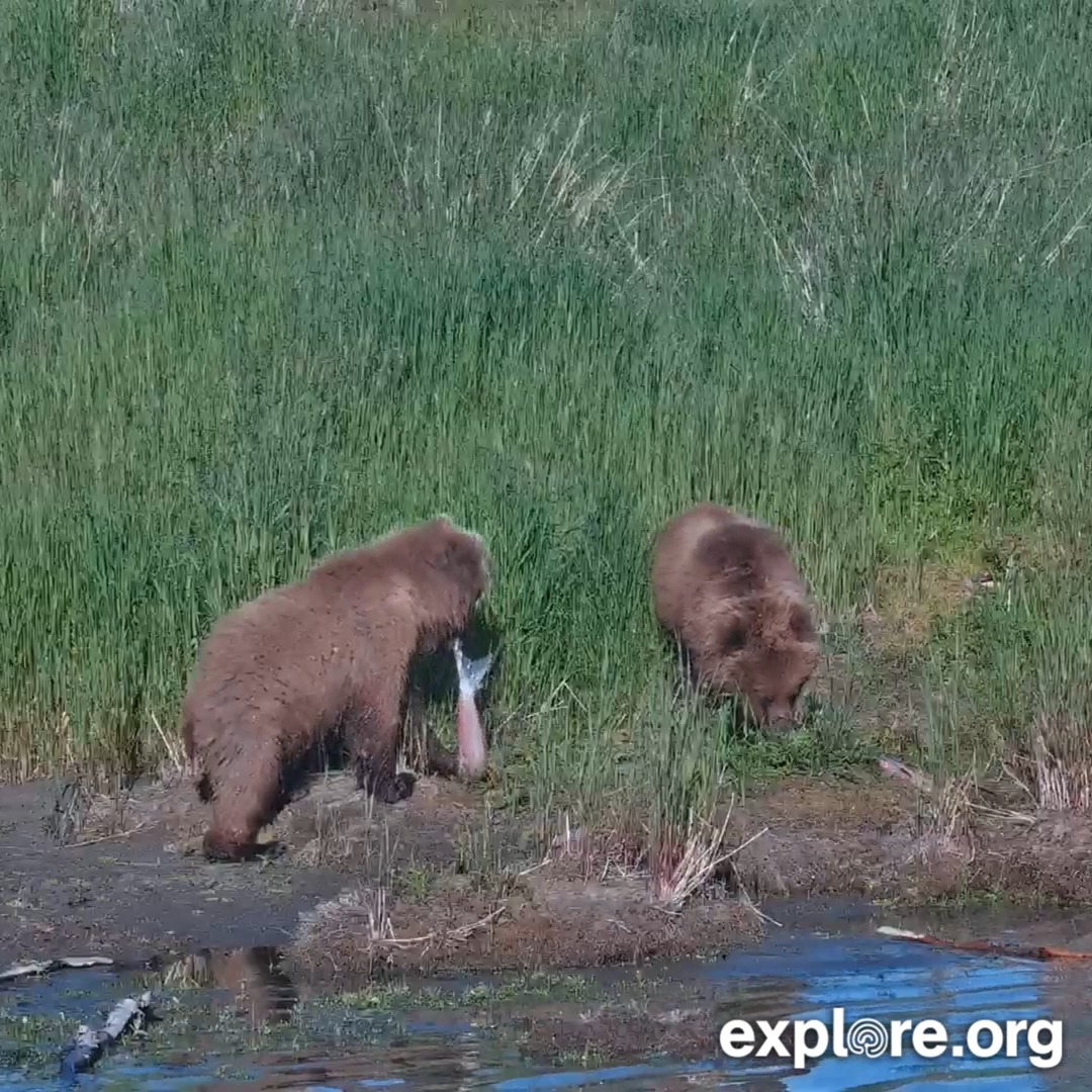We love to see so many thriving cubs! These are 909's.