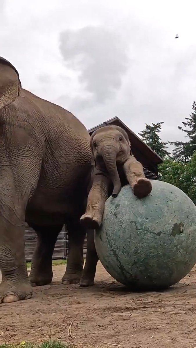 Tula's having a ball