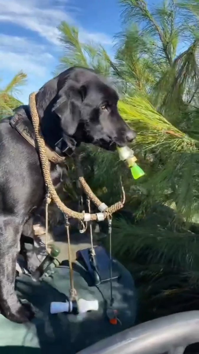 Can your dog work the duck call?? 📸@allenbivencalls Willow (Will) Parker Showing Off Her Duck Calling Skills For Her Owner Jamie @parkerswaterfowl