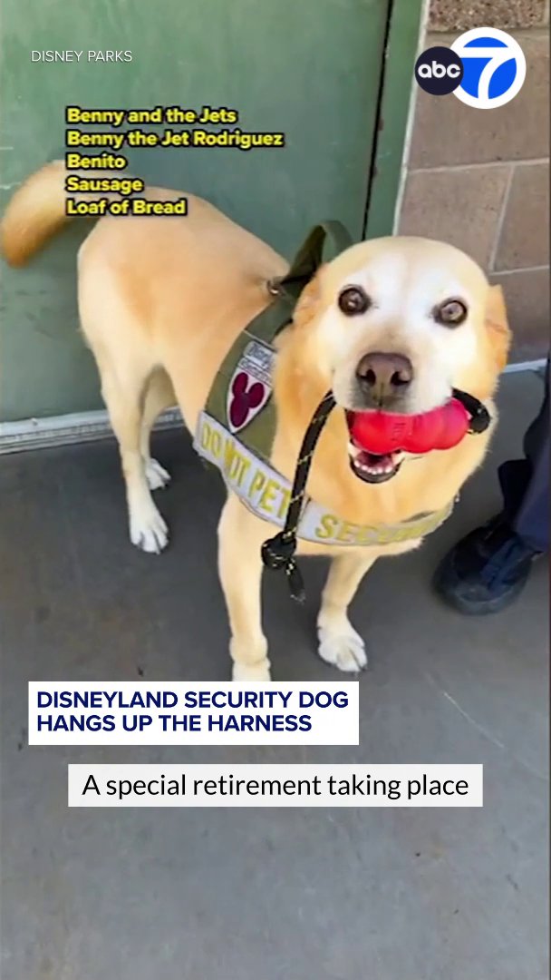 A special retirement took place at Disneyland this week as Benny the security dog hung up his harness. 🥰🐾 The special pup, who is nearly nine years old, has been a cast member for the last six years. Benny's handler, Kevin, says he's known for his big smile.
