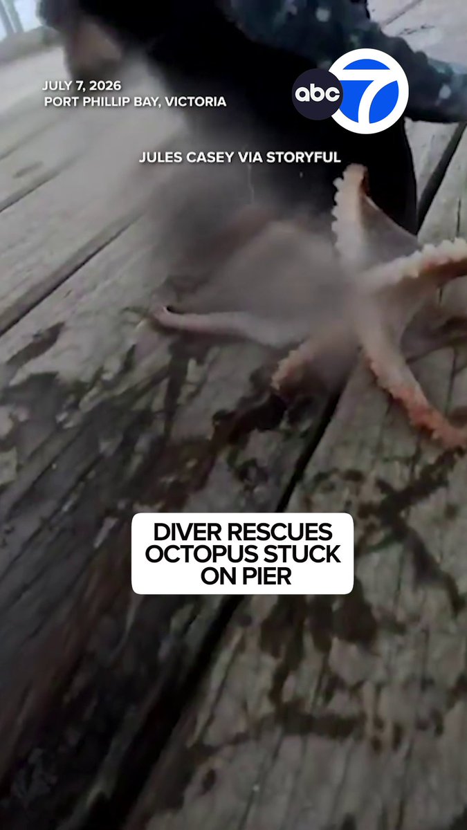 A diver in Australia gently released an octopus back into the water after finding it stuck on a pier. 🐙