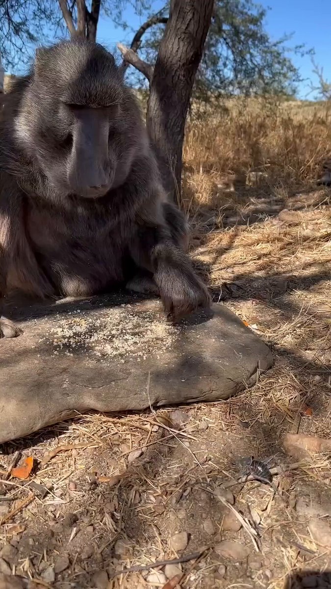 A tribute to Cindy, the beloved Chacma baboon from Namibia who captured millions of hearts. Sadly, she passed away in late 2025 at the age of 31. Here is one of her most iconic moments.