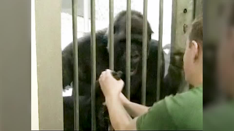 Humans and other great apes may have shared a similar basic rhythm of laughter for at least 15 million years, according to a study that researchers say could offer clues about the evolutionary origins of speech