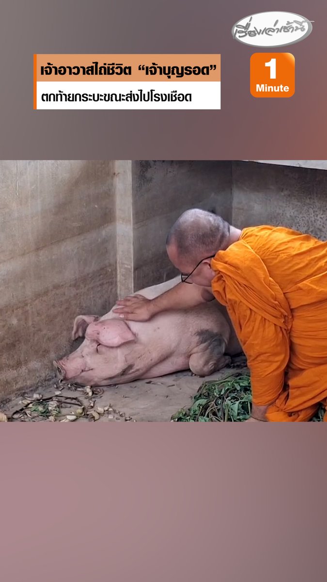 หมูตกจากท้ายกระบะขณะส่งไปโรงเชือด เจ้าอาวาสวัดพลายชุมพลเห็นแล้วสงสาร ขอไถ่ชีวิต ตั้งชื่อ "เจ้าบุญรอด" #เรื่องเล่าเช้านี้ #ครอบครัวข่าว3 #ข่าวภูมิภาค #สุโขทัย #ไถ่ชีวิต