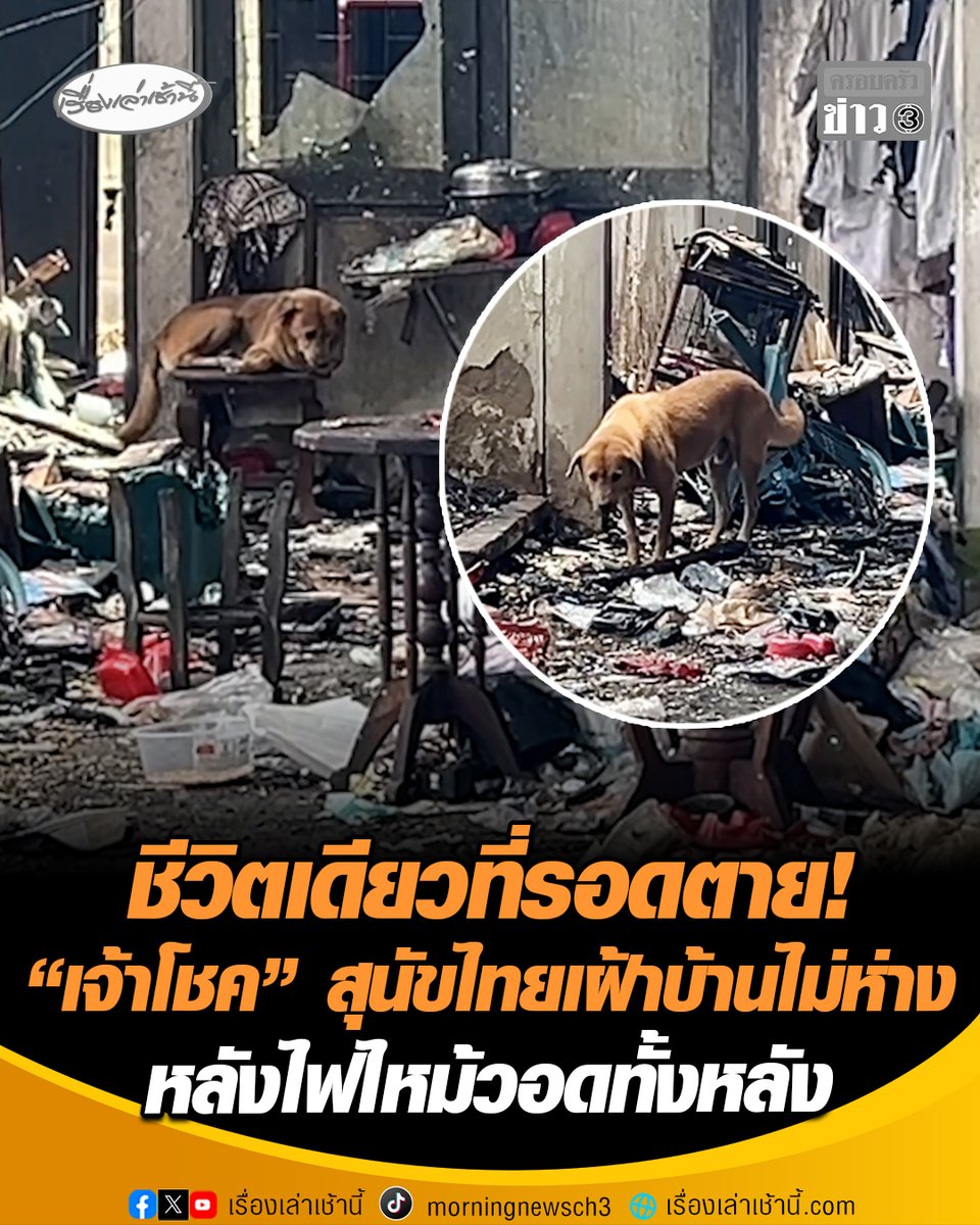 ชีวิตเดียวที่รอดตาย! หลังไฟไหม้วอดบ้านทั้งหลัง 2 แม่ลูกดับในกองเพลิง พร้อมเพื่อน 4 ขาอีก 7 ตัว เหลือเพียง "เจ้าโชค" สุนัขพันธุ์ไทย อายุ 5 ปี ที่รอดชีวิตและยังคอยเฝ้าบ้านไม่ห่าง ตกดึกมักเห่าหอนหาเจ้าของ เพื่อนบ้านสงสารช่วยกันนำอาหารมาให้ #เรื่องเล่าเช้านี้ #ครอบครัวข่าว3 #ไฟไหม้บ้าน #สุนัขรอดตาย #สุนัขพันธุ์ไทย