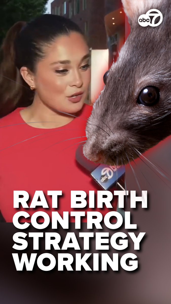 DC’s rat population is officially on birth control, and three months in, the city says it’s working! 🐀❌ Burrows are down significantly in Adams Morgan and Eastern Market, but health officials say keeping them gone is a shared responsibility. Next stop for the program? Chinatown. 🛑 #washingtondc #rats #birthcontrol