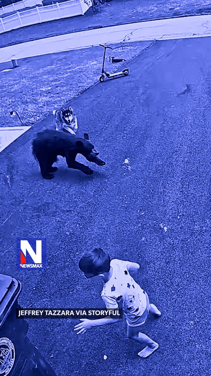 HUSKY HERO: A family husky sprang into action when a bear charged across the driveway toward a child, with the dramatic moment caught on video. The grateful owner said the loyal dog earned a T-bone steak for protecting his son.