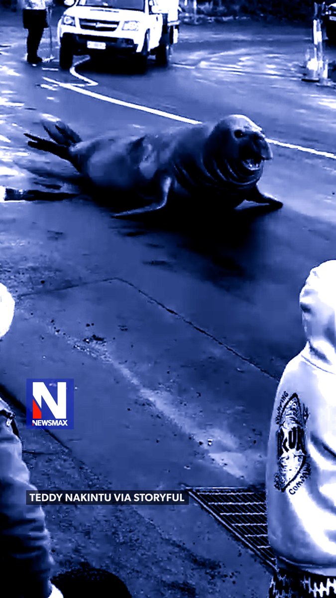 GIANT SEAL CHASE: Neil, the internet-famous elephant seal, sent beachgoers scrambling after chasing a crowd at Seven Mile Beach in Australia Thursday. Officials are urging people to stay at least 20 meters away while the massive seal completes his annual molt.