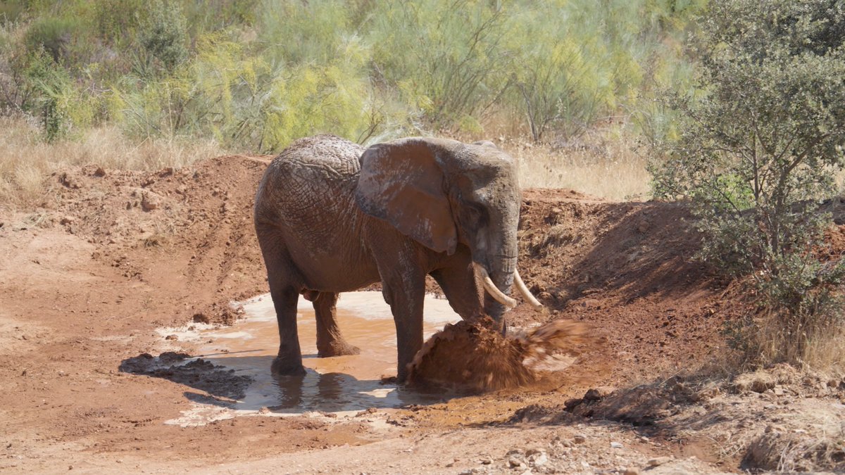 Just days into her new life at Pangea Trust's Elephant Sanctuary, Julie has already found her favourite spot: a good mud wallow. After more than 40 years in the circus, it's incredibly special to see her exploring and enjoying the freedom to simply be an elephant. 💚