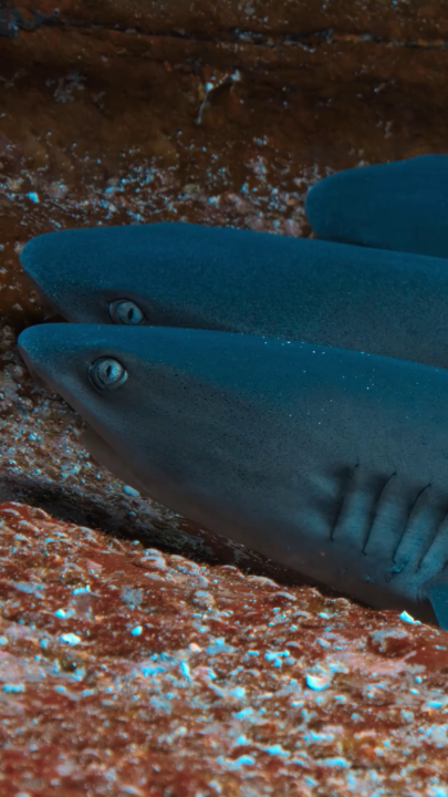 Do sharks cuddle? That question has a definite answer, and it might not be the one you'd assume. #HammerheadSharksUpClose with Bertie Gregory is now streaming on Disney+ and Hulu, part of #Sharkfest on National Geographic.