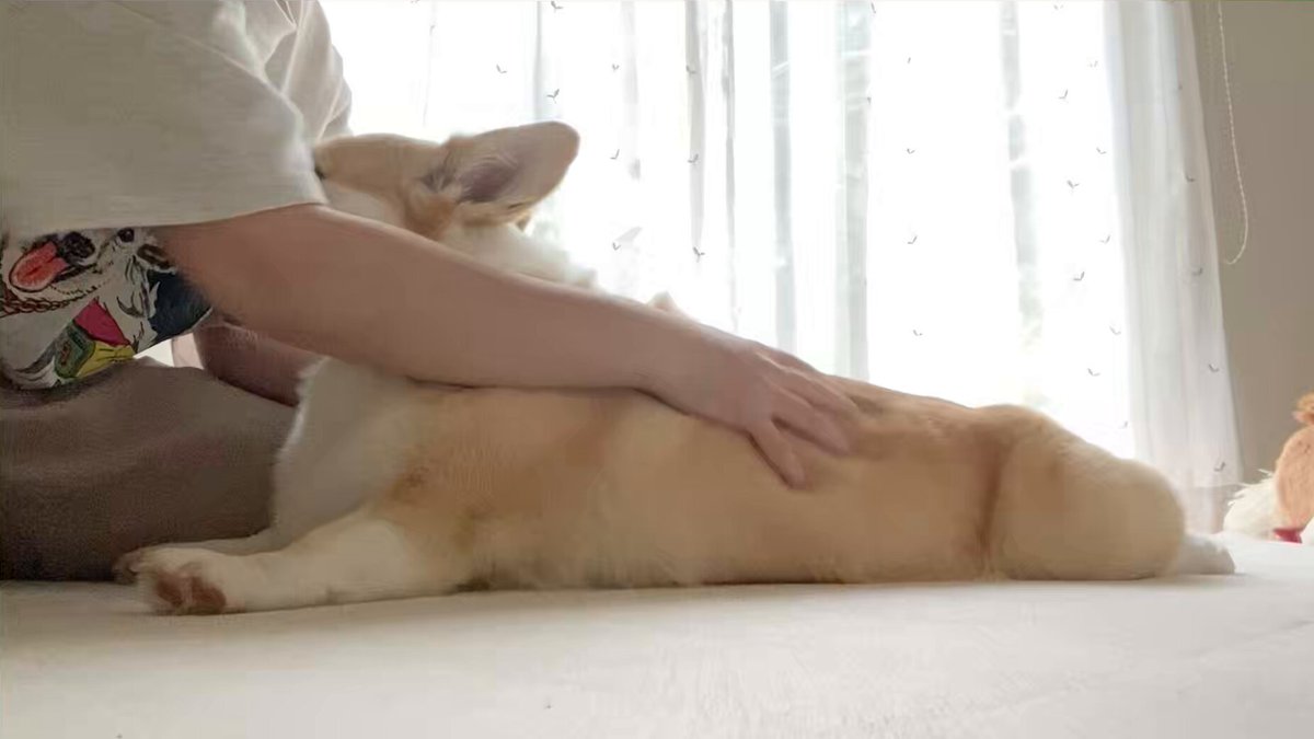 犬が見つめてきたらなでないといけない