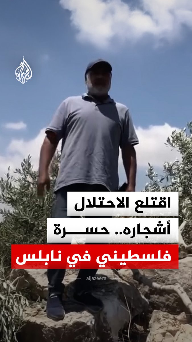حسرة فلسطيني في قرية مادما جنوب نابلس بالضفة الغربية المحتلة.. عقب إقدام قوات الاحتلال على اقتلاع أشجار زيتون فيها #فيديو