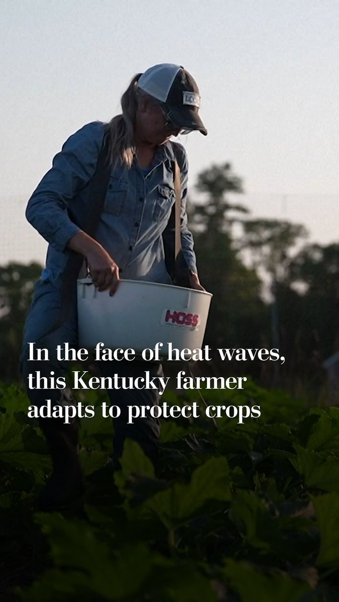 Due to the recent heat dome, some farmers in the United States face threats to their crops and the quality of their harvest. Annie Woods, who farms by hand in Kentucky, has adjusted her harvesting schedule, working in the early mornings and late evenings to avoid the extreme heat.