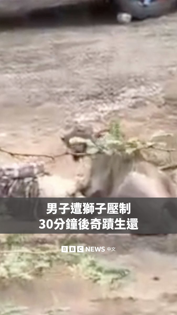 在印度古吉拉特邦，一头亚洲狮将一名当地牧牛人按倒在地，长达近30分钟。受害者因始终保持冷静而幸存下来，身体多处受伤，目前正在医院接受治疗。 古吉拉特邦是全球唯一仍有野生亚洲狮栖息的地区。根据最新一次普查，当地共记录到891头亚洲狮。