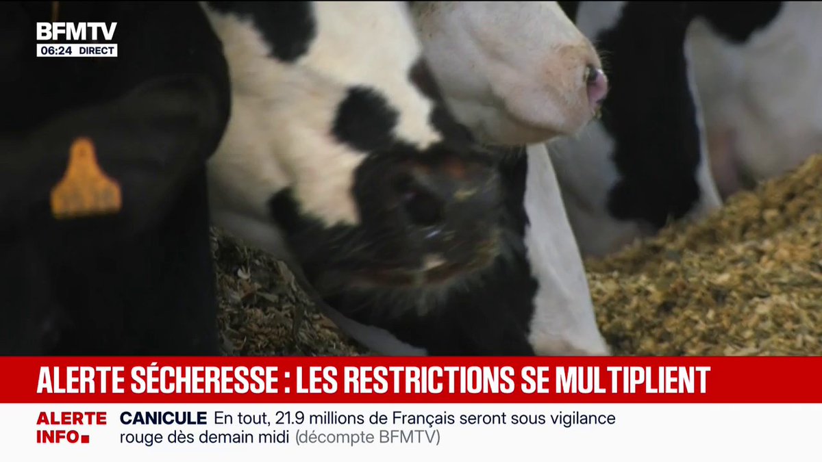 "C'est une catastrophe": les agriculteurs déplorent les effets de la canicule et de la sécheresse sur leurs élevages
