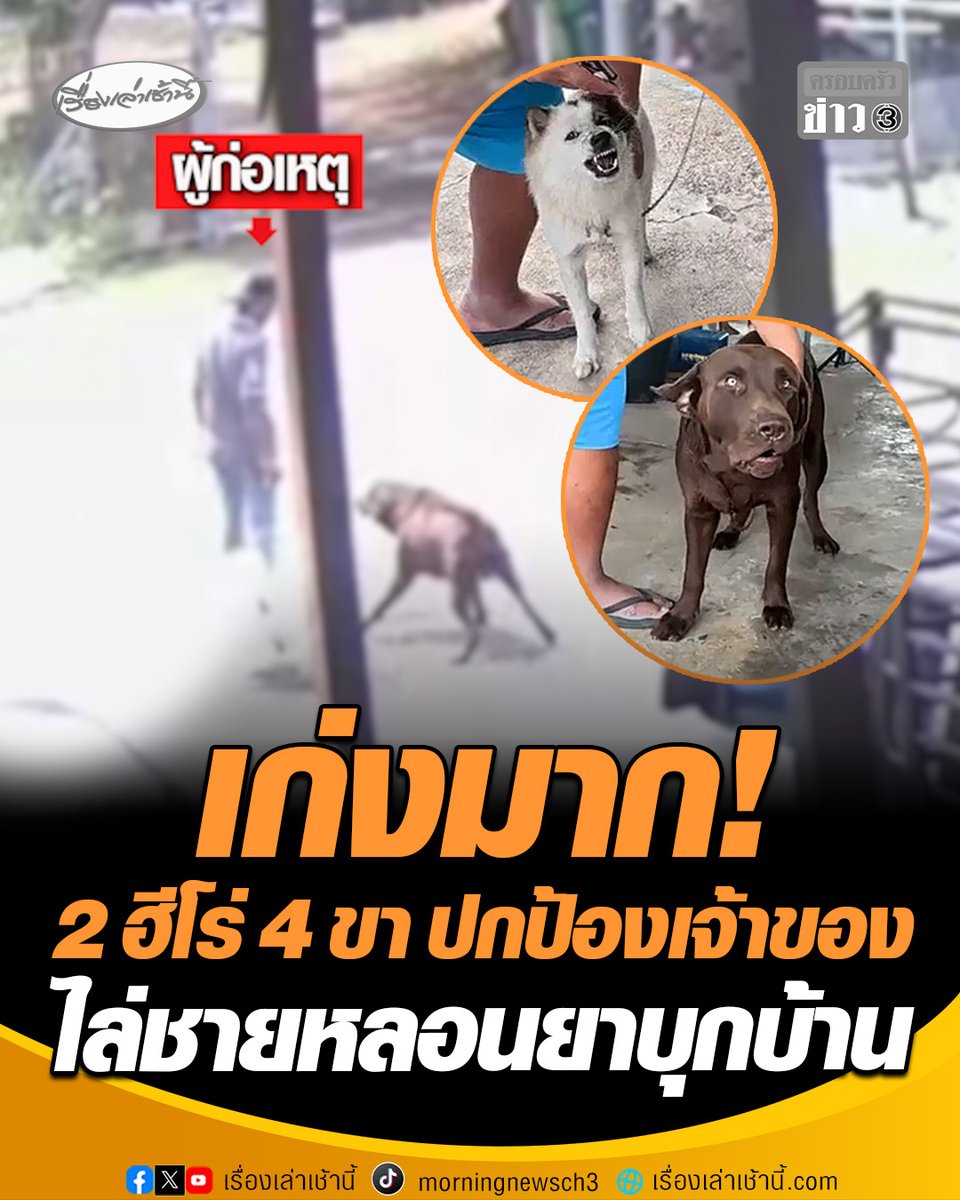 เก่งมาก! 2 ฮีโร่ 4 ขา สุนัขพันธุ์บางแก้วและลาบราดอร์ เจอชายหลอนยาบุกบ้าน รีบปรี่เข้าไปเห่าไล่จนยอมถอยหนี ขณะที่ตำรวจตามจับตัวได้ พร้อมยาบ้า 76 เม็ด #เรื่องเล่าเช้านี้ #ครอบครัวข่าว3 #สุนัขฮีโร่ #สุนัขปกป้องเจ้าของ #ชายหลอนยา