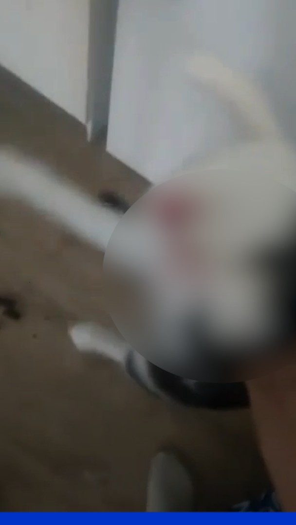 Un homme violente ses chats, car il "s’ennuyait", et poste la vidéo sur les réseaux sociaux