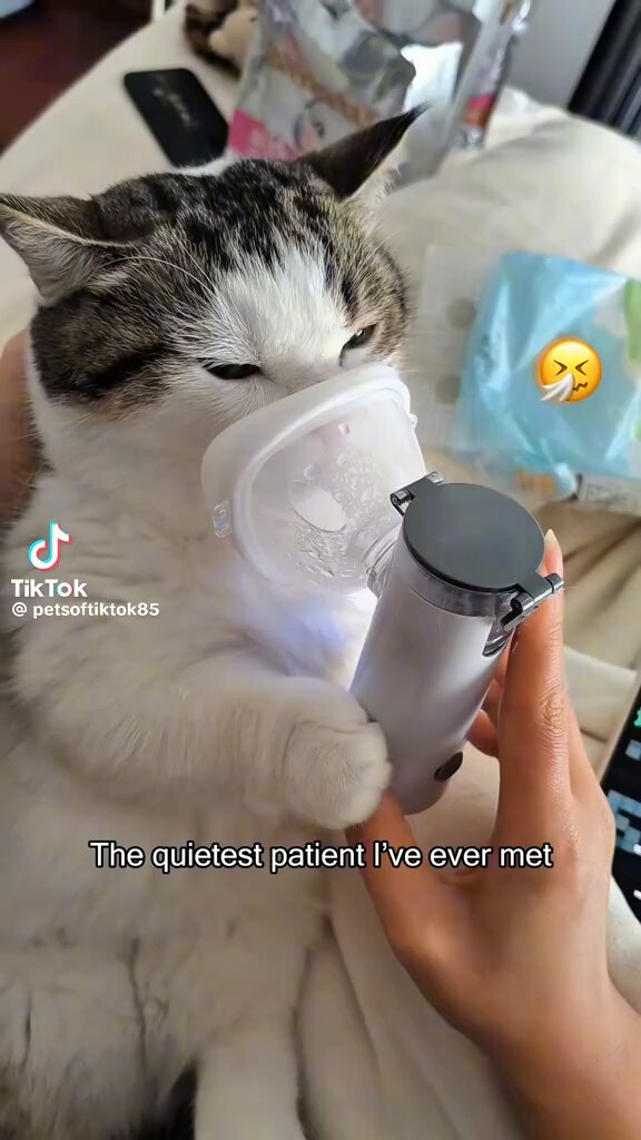 Do you know HUMANS are not the only ones that can have ASTHMA- CATS can too!!!! Asthma isn’t just a condition seen in people. Cats can also develop asthma, a chronic inflammatory disease of the airways that makes breathing difficult. When a cat with asthma is exposed to certain triggers, the airways become inflamed, swollen and narrowed. The muscle around the airways tighten and excess mucus is produced , making it difficult for air to move in and out of the lungs. The exact cause of asthma in cats is not fully understood, but it’s believed to be a combination of genetics and environmental allergens. Common triggers include: 📍Dust and dust mites 📍Cigarette smoke 📍Scented candle and incest 📍Air fresheners and perfumes 📍Pollen 📍Cat litter dust 📍Respiratory infections 📍Genetic predisposition (some cats are more predisposed)