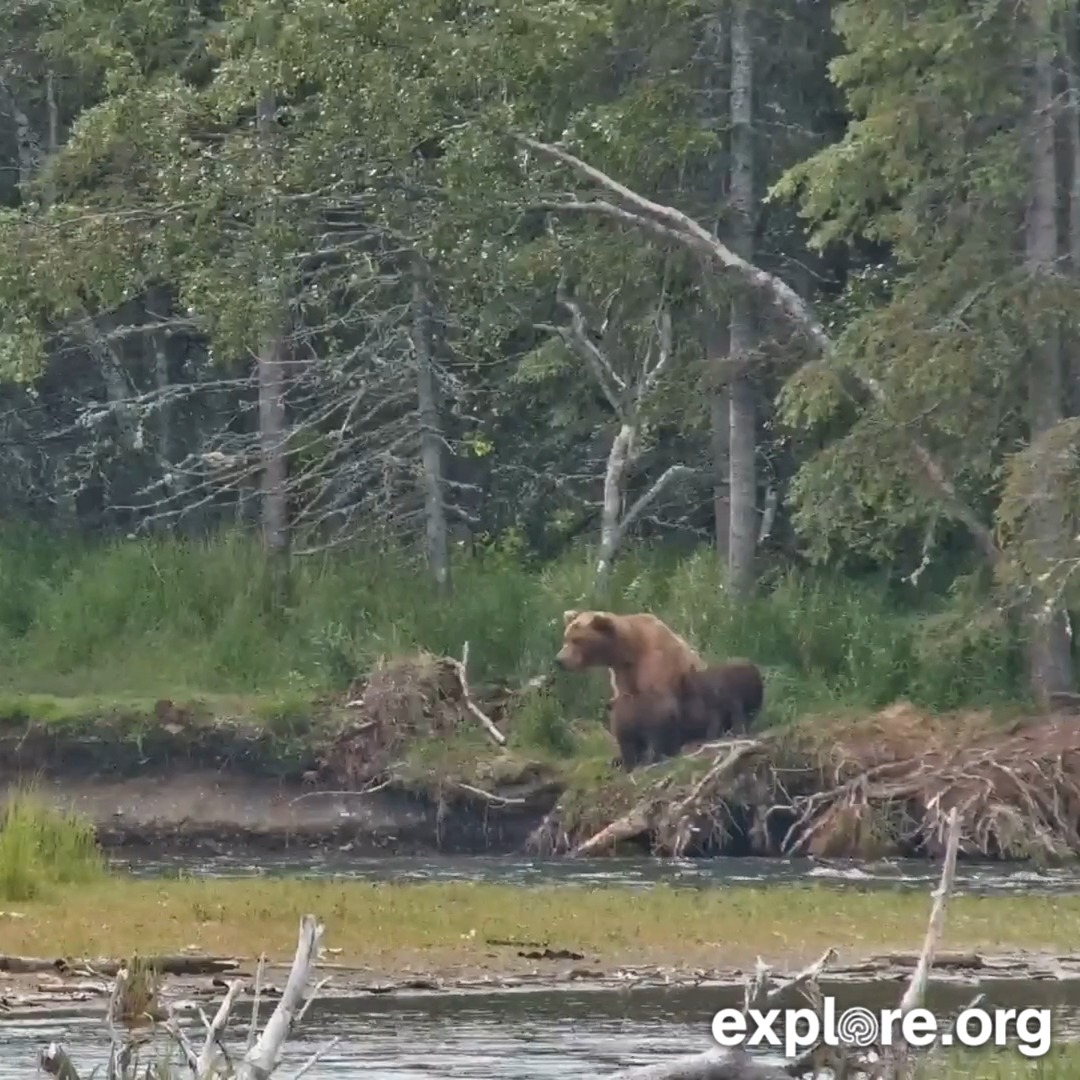 Lost and found. Bear cam viewers noticed 132 was missing one cub 😢 After a tense night, there was incredible news the next morning: 132 appeared with all three cubs again!