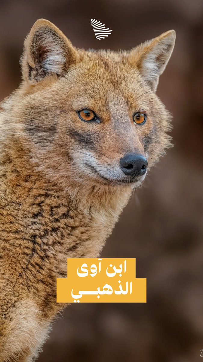 عودة بعد غياب؛ "ابن آوى الذهبي" يستقر مجددًا في واحة التنهات. محمية الملك عبدالعزيز الملكية