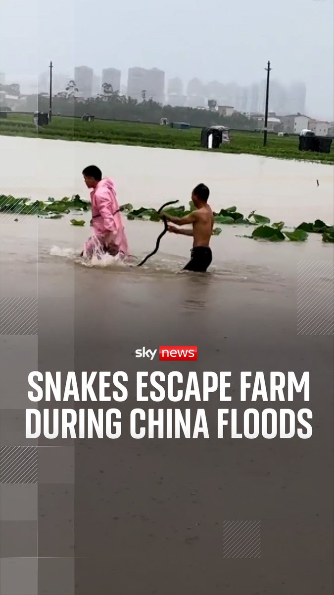 Towns and villages in Hengzhou, the epicentre of the floods in the Guangxi province of China, were inundated with water on Monday after dams at local reservoirs failed amid record-breaking rainfall. Hundreds of snakes escaped from a breeding farm during the floods.