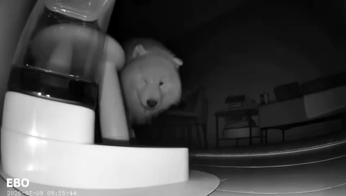 Samoyed so sleepy it can barely open its eyes, but still forces itself to get up and drink water 😂