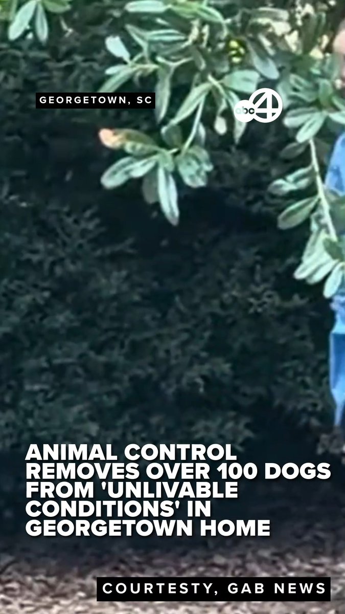 Video shows Georgetown County Sheriff's office deputies and animal welfare organizations removing over 100 dogs from a Georgetown property after it was discovered the conditions were unlivable. Ralph and Kimberly Moody face various charges after an additional 125 deceased dogs were discovered on the property. (COURTESY: GAB NEWS) READ MORE: