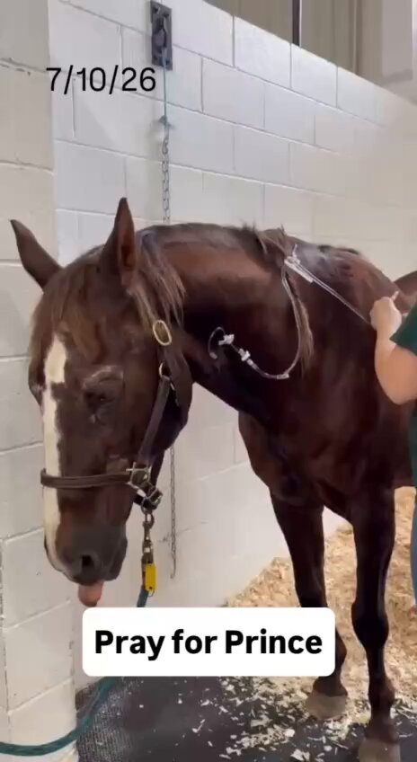 💙 Please pray for Prince (7-10-26)💙 Yesterday morning, Prince wasn’t quite his usual self. The vet came out, checked him over, gave electrolytes and he ate overnight. This morning, he showed concerning signs of colic and was admitted to New England Equine center for tests and observation. Prince is 34 years young and the gentlest soul you could ever meet and has touched so many hearts over the years, and we're asking everyone to keep him in your prayers. If the Lord places it on your heart to give, we thank you: #prayer #faith #horse #animalsanctuary #equine