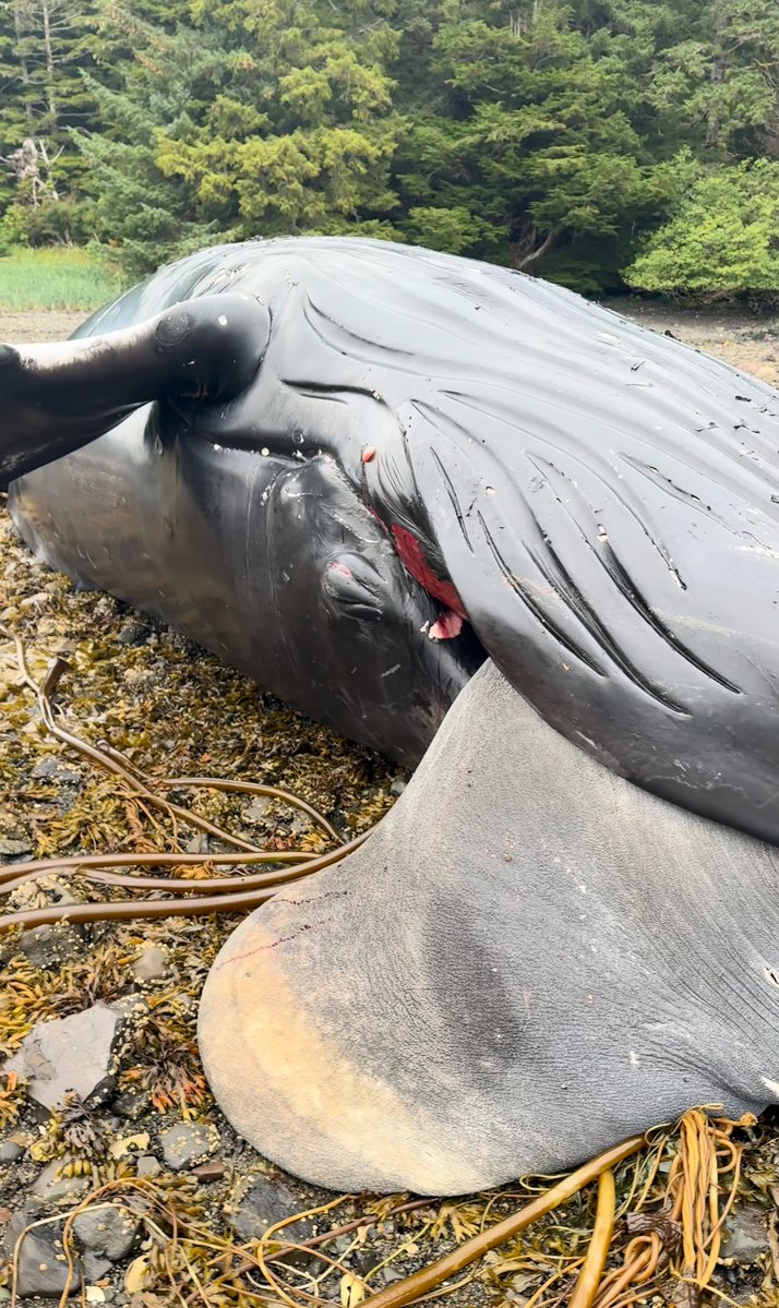 After reporting a dead humpback whale to NOAA, Heather Douville was invited to assist with the necropsy, helping collect samples, including one of the whale's eyes. NOAA stranding response conducted under NOAA SA-AKR-2023-02.