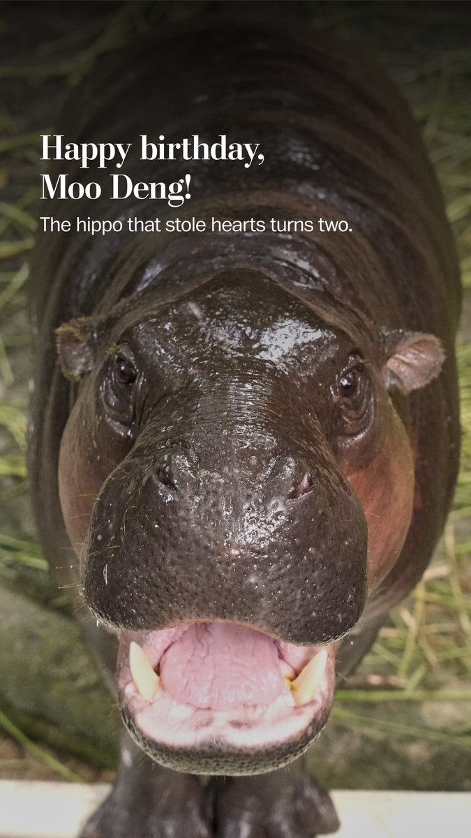A zoo in Thailand celebrated the 2nd birthday of pygmy hippo Moo Deng with a large cake made of fruits and veggies. Moo Deng is now approaching a similar size to her mother, distinguishable from a distance only due to the lack of hair on her ears and slightly smaller stature.