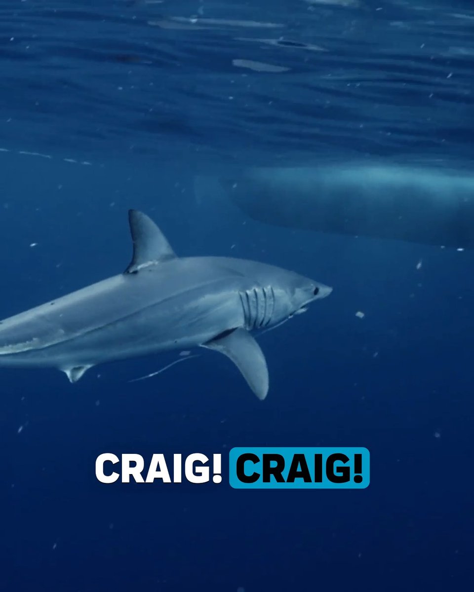 Watch until the end to see this mako coming in HOT 😬📹 Dr. Craig O’Connell is searching for the culprit behind a string of attacks on marine life near an old New York nuclear dumping ground, and this shark might be a suspect... See the intense encounter on Sharkzilla Takes New York when #SharkWeek begins July 26 on Discovery.