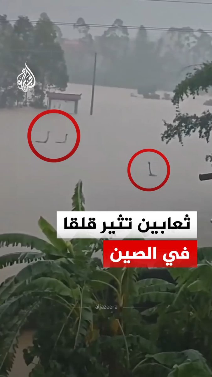 فيضانات محملة بالثعابين تغزو مدينة هينغتشو الصينية.. ما القصة؟ #الجزيرة_رقمي