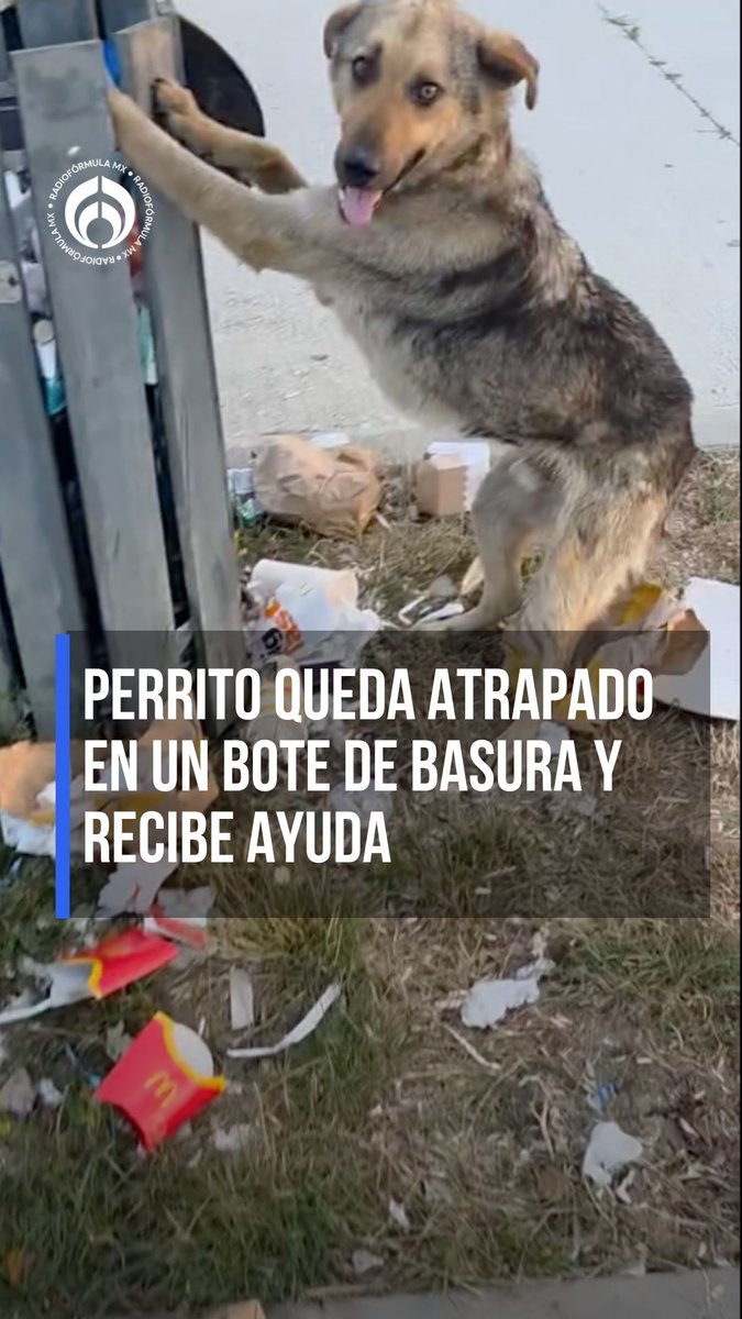 ¡Su patita! 🥺 🫶 Un pequeño acto de bondad cambió el día de un lomito #RFmx #Imperdible