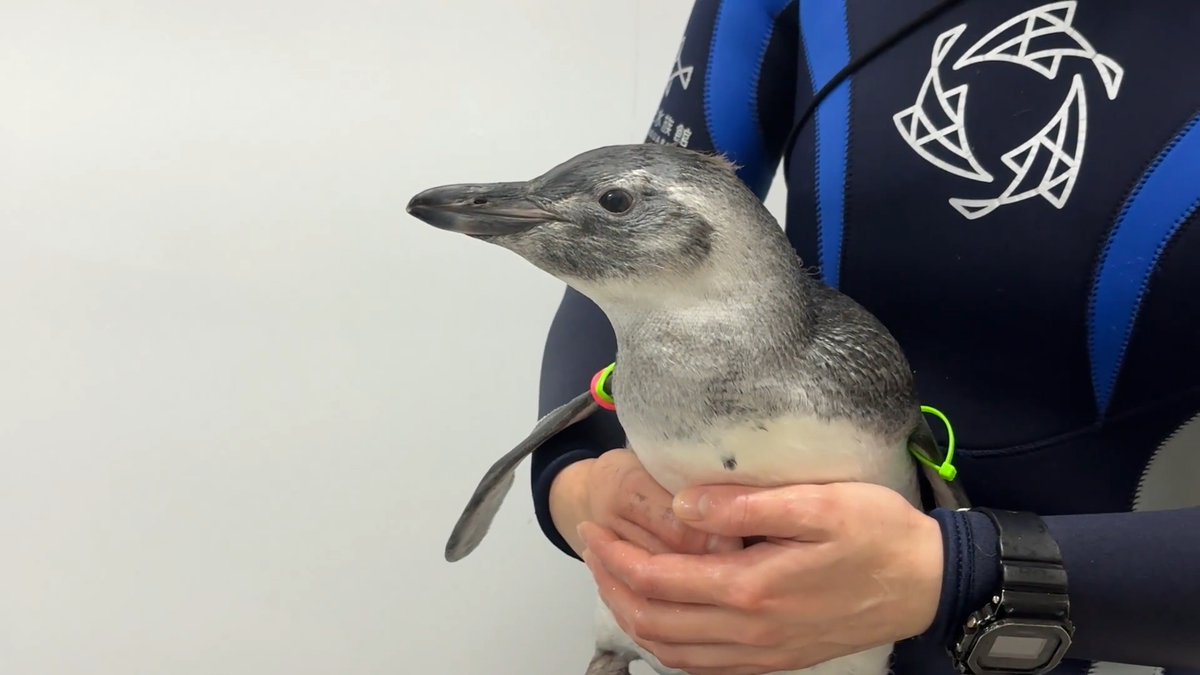 ＼きび㊗️プールデビュー／ 本日、プールデビューできました🐧✨ これから少しずつ練習をして、プールで過ごす時間が増えていきます😊 ※体調を見ながら練習しているので、プールにいる時間は日により異なります。 もし出会えたら、ぜひ応援してください🙌